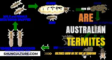 Termite Troubles: Giant Australian Termites Explored