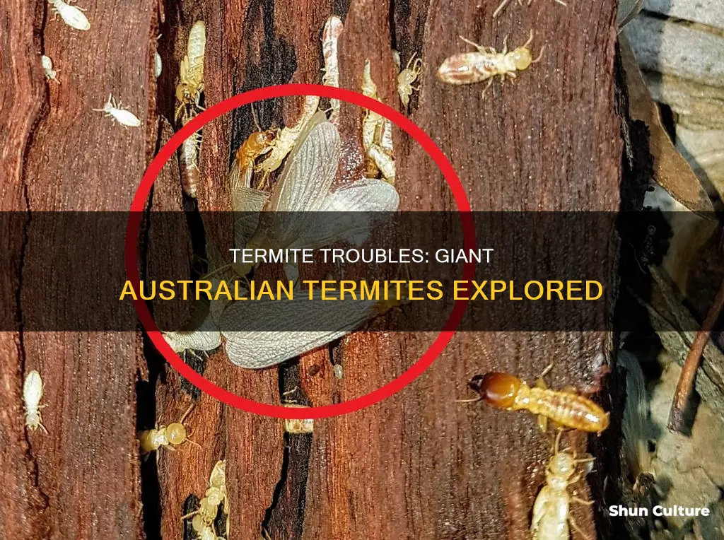 how big are australian termites