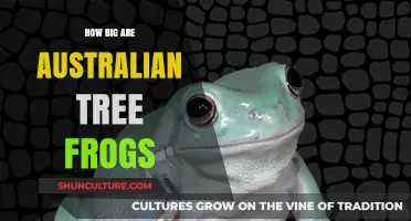 The Enormous Australian Tree Frogs: Giant Leaps, Giant Size