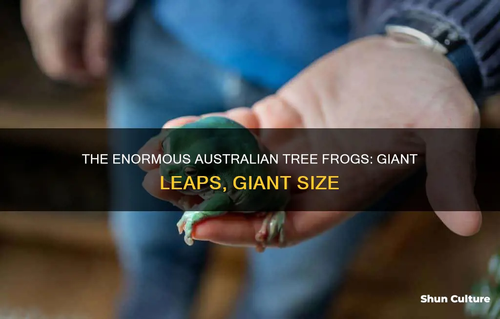 how big are australian tree frogs