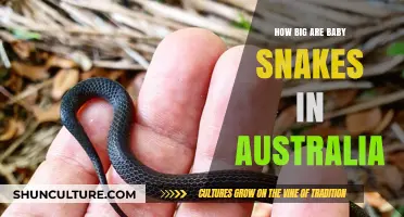 Baby Snakes: Australia's Tiny, Venomous Predators