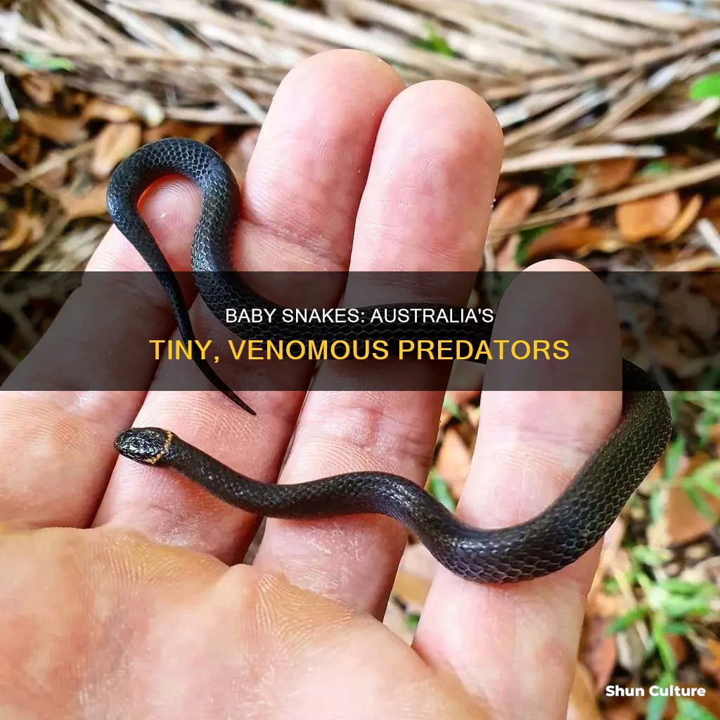 how big are baby snakes in australia