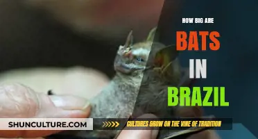 Exploring Brazil's Bat Species: Sizes and Diversity Revealed