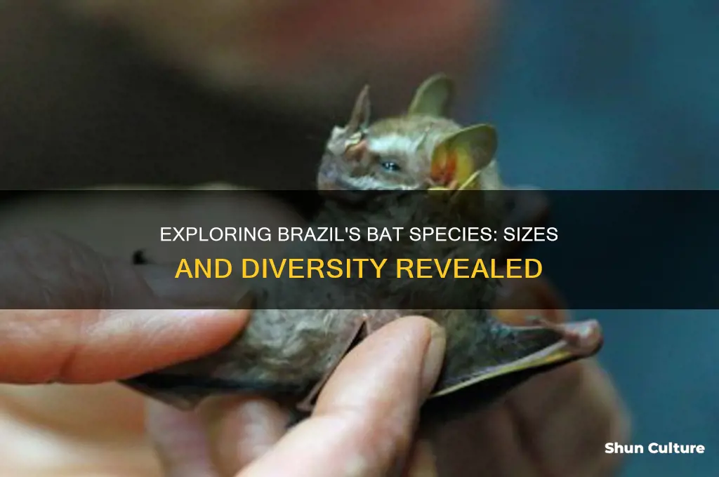 how big are bats in brazil