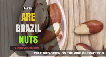 Discover the Surprising Size of Brazil Nuts: A Nutty Guide