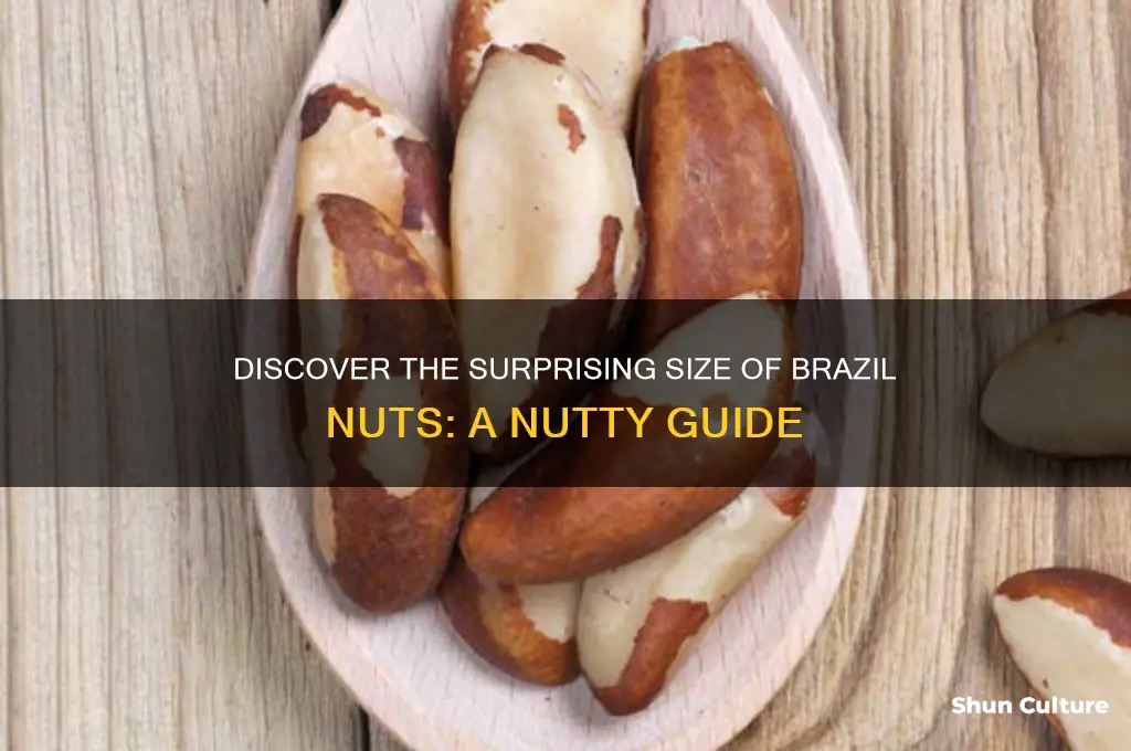 how big are brazil nuts