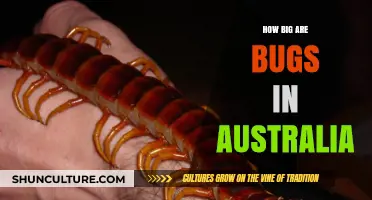 Gigantic Bugs in Australia: How Big Are They?