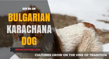 Exploring the Size and Majesty of Bulgarian Karachana Dogs