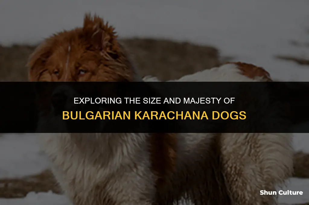 how big are bulgarian karachana dog