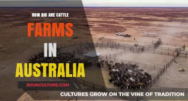 Cattle Farms in Australia: Sprawling Acres or Modest Holdings?