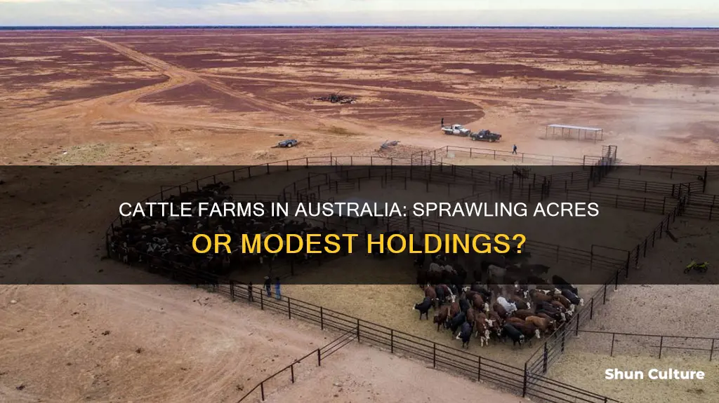 how big are cattle farms in australia