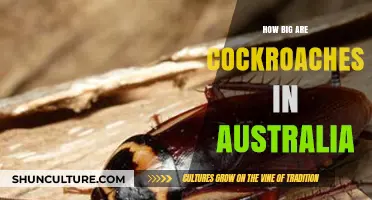 Cockroaches Down Under: How Big Do They Get?