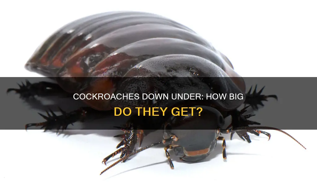 how big are cockroaches in australia