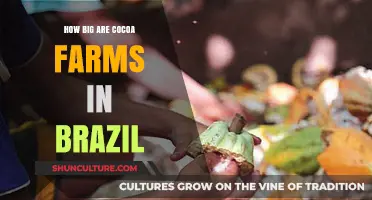 Exploring the Size of Cocoa Farms in Brazil's Agricultural Landscape