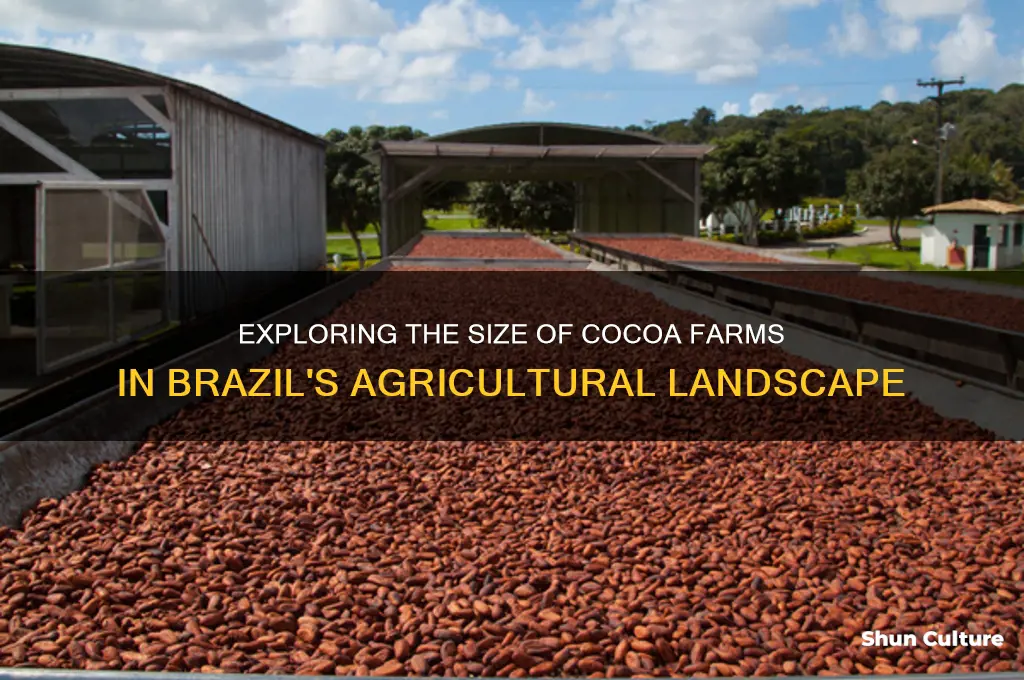 how big are cocoa farms in brazil