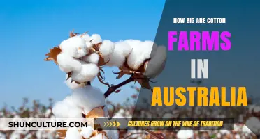 Cotton Farms in Australia: How Big Are They?