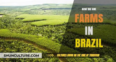 Exploring Brazil's Farmland: Size, Scale, and Agricultural Impact
