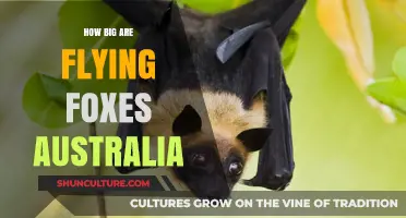 Giant Aussie Bats: The Truth About Flying Foxes