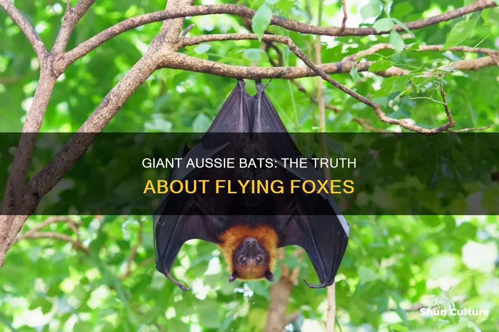 how big are flying foxes australia