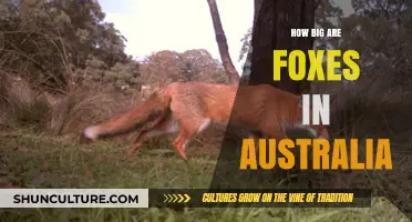 Foxes in Australia: How Big Do They Get?