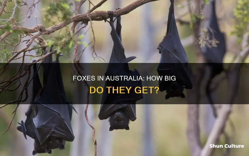how big are foxes in australia
