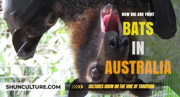 Fruit Bats in Australia: Understanding Their Massive Size