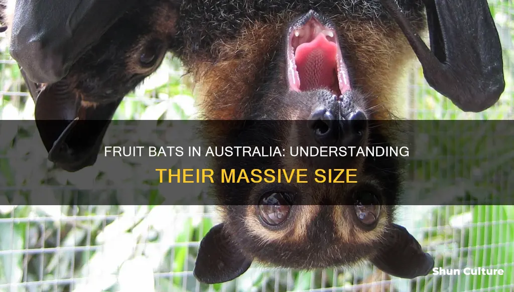 how big are fruit bats in australia