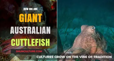 Giant Australian Cuttlefish: How Big Do They Grow?