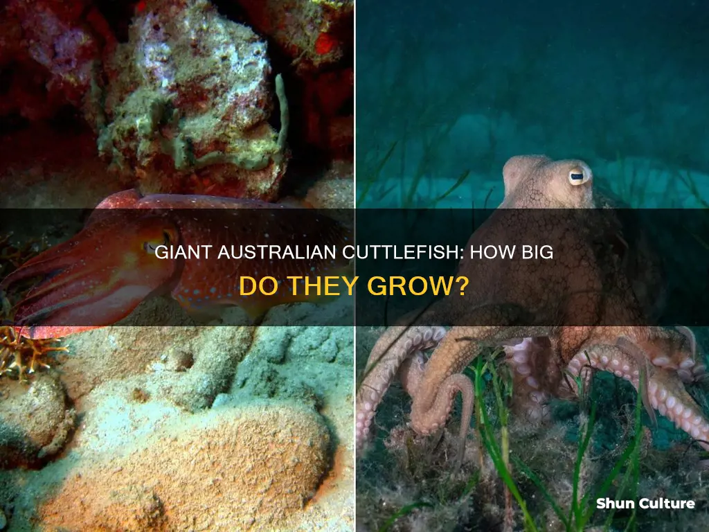 how big are giant australian cuttlefish