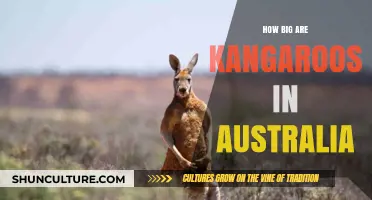 Kangaroo Sizes: Understanding Australia's Iconic Marsupial Dimensions