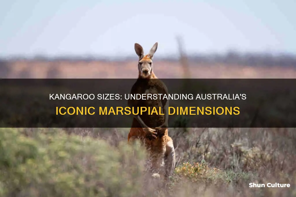 how big are kangaroos in australia