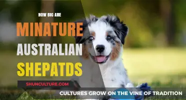 Miniature Australian Shepherds: How Big Do They Get?