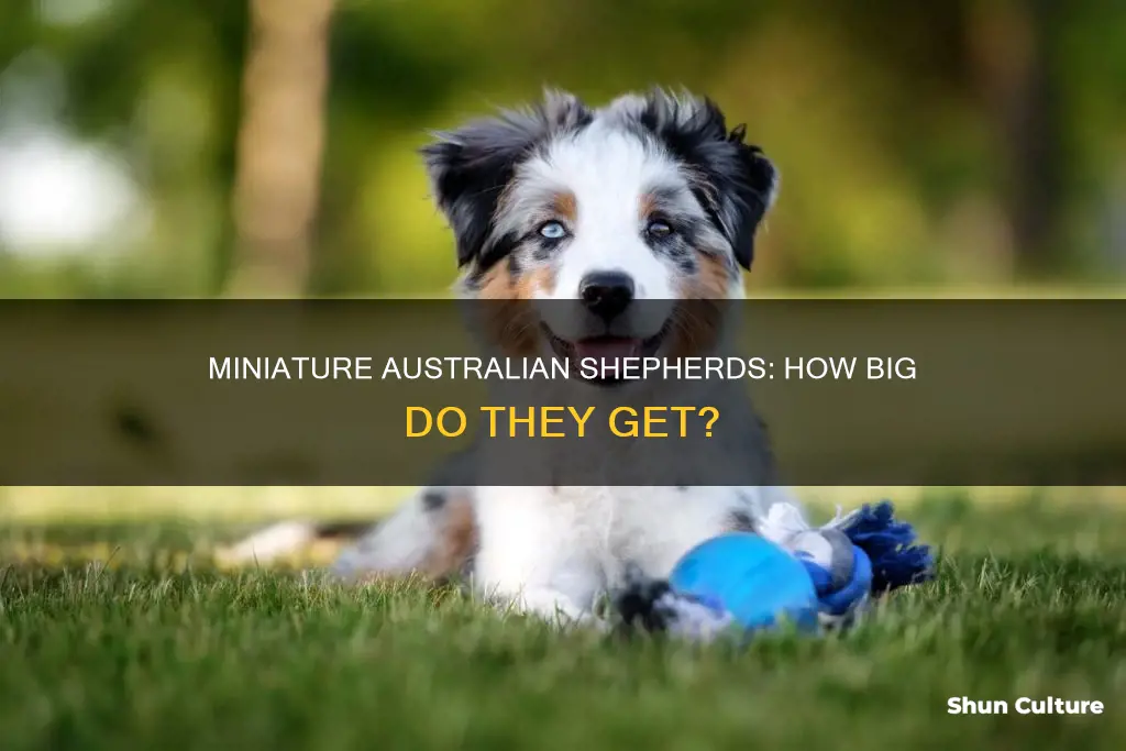 how big are minature australian shepatds