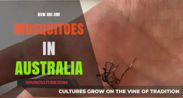 Mosquitoes Down Under: How Big Do They Get?