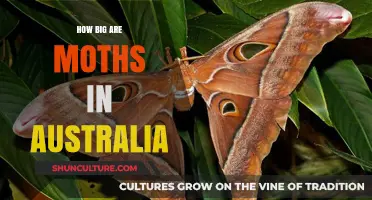 Giant Australian Moths: How Big Do They Get?