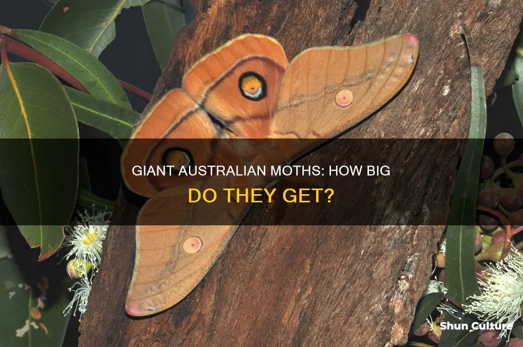 how big are moths in australia