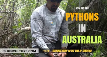 Python Sizes in Australia: Understanding the Massive Reptiles