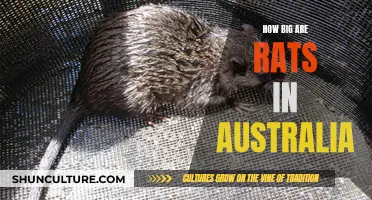 Giant Rats in Australia: How Big Are They?