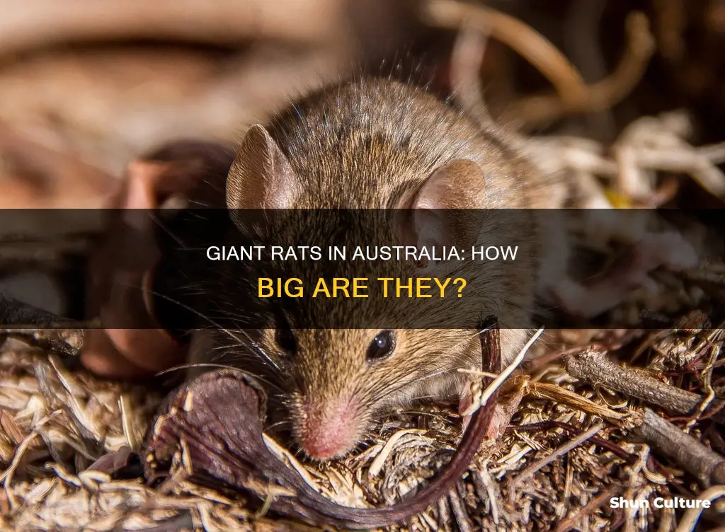 how big are rats in australia