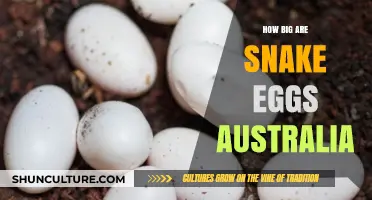 Snake Egg Size in Australia: How Big Are They?