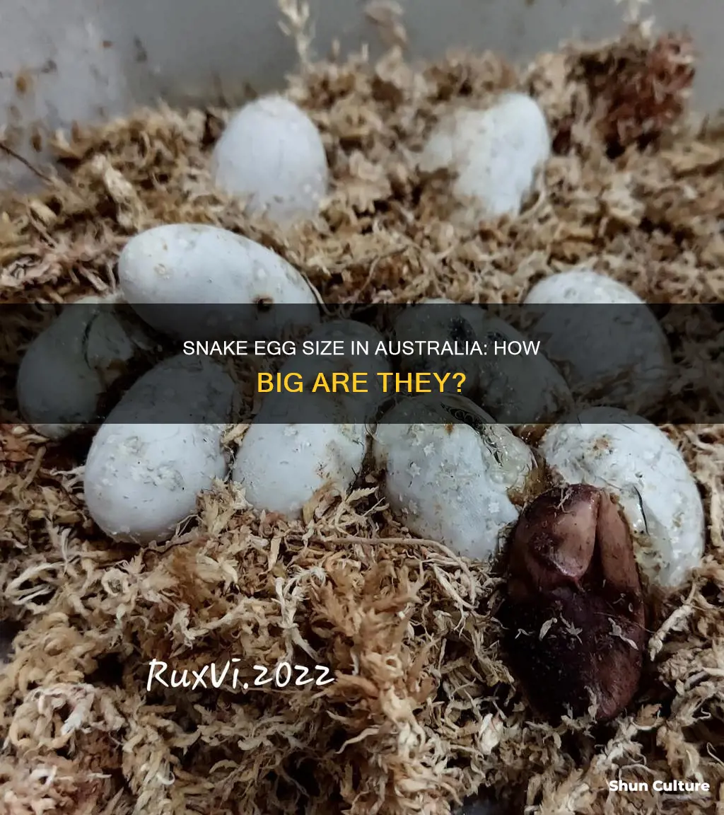 how big are snake eggs australia