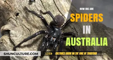 Spiders in Australia: How Big Do They Get?