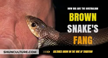 Deadly Fang Facts: Australian Brown Snake Edition