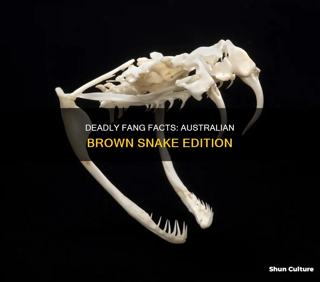 how big are the australian brown snake