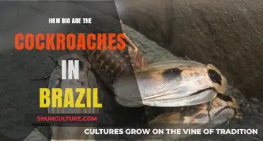 Discover the Surprising Size of Brazil's Giant Cockroaches