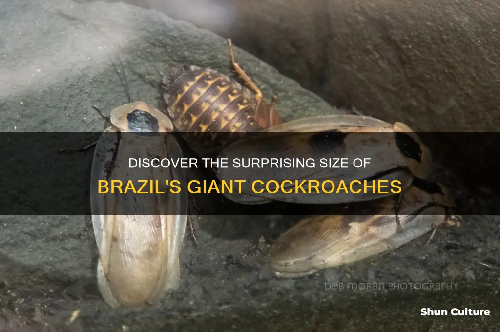 how big are the cockroaches in brazil