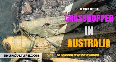 Giant Grasshoppers: Australia's Big Hopper Problem