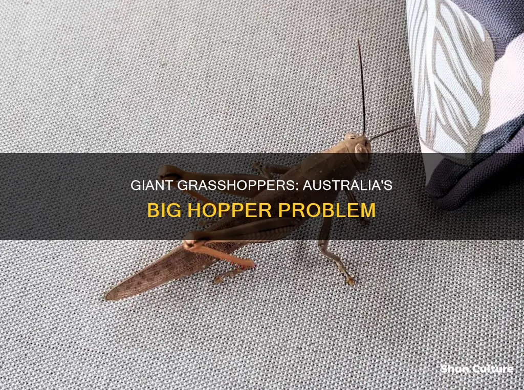 how big are the grasshoppers in australia