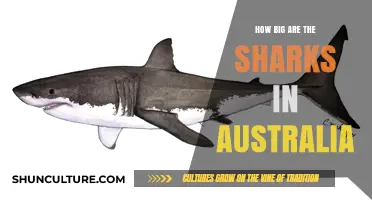 Great Whites Down Under: How Big Do They Grow?