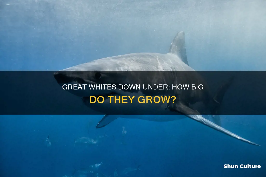 how big are the sharks in australia